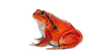 Madagaskar domates kurbağası Dyscophus antongilii 'nin yan görünüş portresi, beyaz üzerine izole edilmiş.