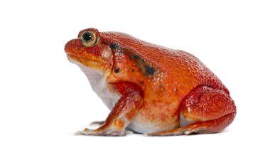 Madagaskar domates kurbağası Dyscophus antongilii 'nin yan görünüş portresi, beyaz üzerine izole edilmiş.