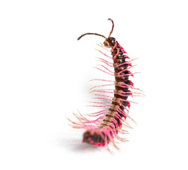 Top view of a Desmoxytes planata Millipede in trouble on its back, trying to turn around, isolated on white background clipart