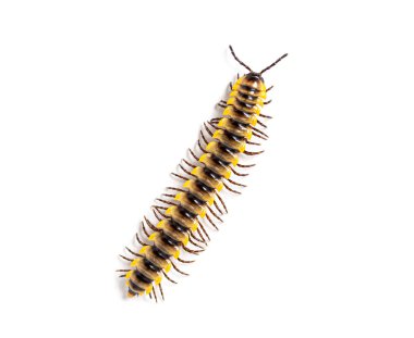 Ortomorfa subkarschi, yukarıdan görülen, beyaz üzerinde izole edilmiş bir kırkayak türü.