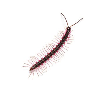 Beyaz arkaplanda izole edilmiş Desmoxytes planata kırkayağın üst görünümü