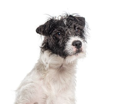 Pasaklı bir papaz Russell Terrier 'in kafasından vurularak.