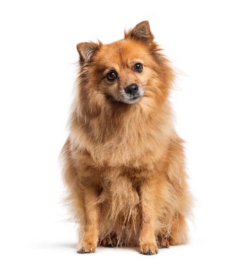 Melez köpek kameraya bakıyor, bembeyaz.