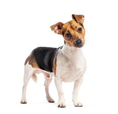 Üç renkli Jack Russell Terrier kameraya bakıyor, beyazlar içinde.