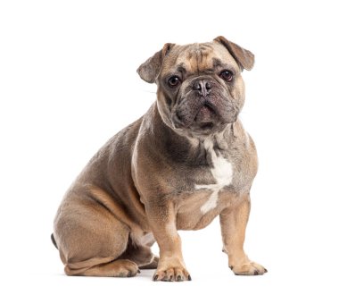Dokuz aylık Fransız Bulldog yavrusu, beyazlar içinde izole edilmiş.
