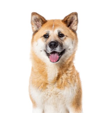 Akita Inu 'nun yakın plan portresi, karının üzerinde izole edilmiş.