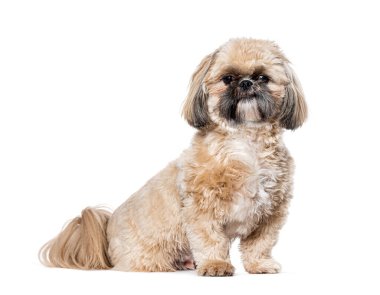 Shih Tsu, beyaz üzerine izole edilmiş.