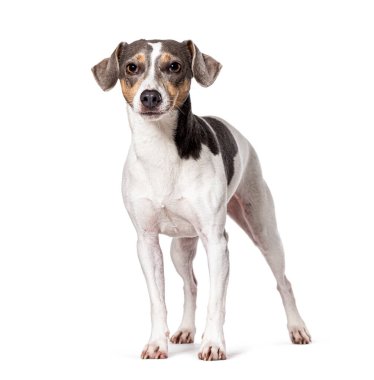 Jack Russell Terrier, beyaz üzerine izole edilmiş.