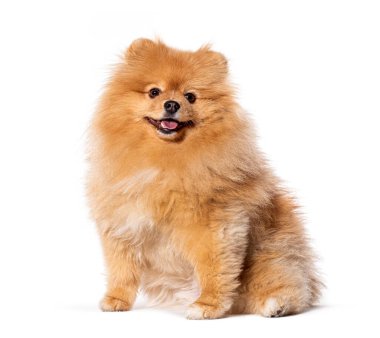 Mutlu Pomeranya köpekleri, soluk soluğa