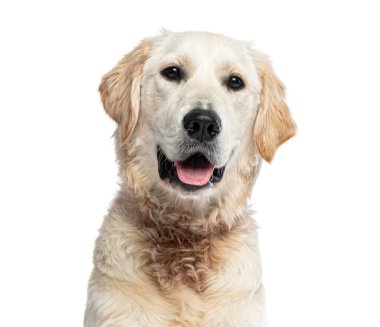 Golden Retriever 'ın yakın plan portresi, beyaz üzerine izole edilmiş.