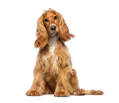 Oturan kızıl İngiliz horozu kameraya bakıyor, beyaz üzerine izole edilmiş.