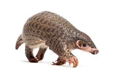 10 aylık pangopup, Çin pangolinleri, Manis pentadactyla, beyaz üzerine izole edilmiş.