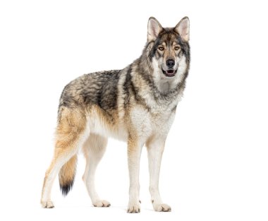 Timber Shepherd bir tür kurt köpeği, kameraya bakıyor, beyaz üzerinde izole edilmiş.