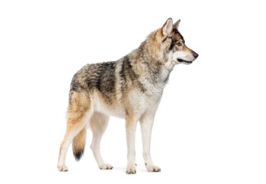 Kereste Çobanı 'nın yan görüntüsü. Bir tür kurt köpeği. Başka tarafa bakıyor.