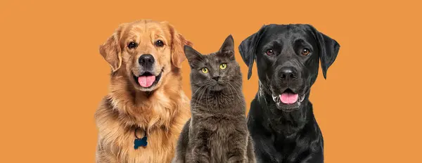 Mutlu Kediler Köpekler Art Arda Soluk Soluğa Portakalsız — Stok fotoğraf