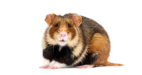 European Hamster Looking Camera Cricetus Cricetus Isolated White — Stock Photo, Image