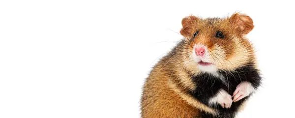 European Hamster Its Hind Legs Looking Aaway Cropped Web Banner — Stock Photo, Image