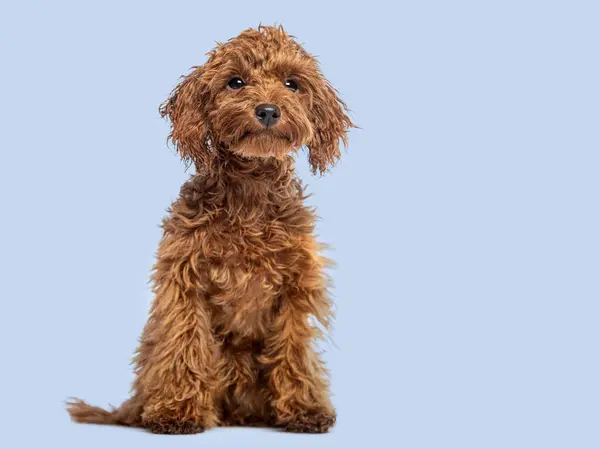 Cute Cheerful Brown Toy Poodle Puppy Looking Away Blue Background — Stock Photo, Image