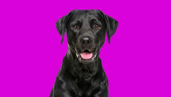 一只快乐喘息的黑色拉布拉多犬的特写镜头 看着摄像机 与紫罗兰隔离 — 图库照片