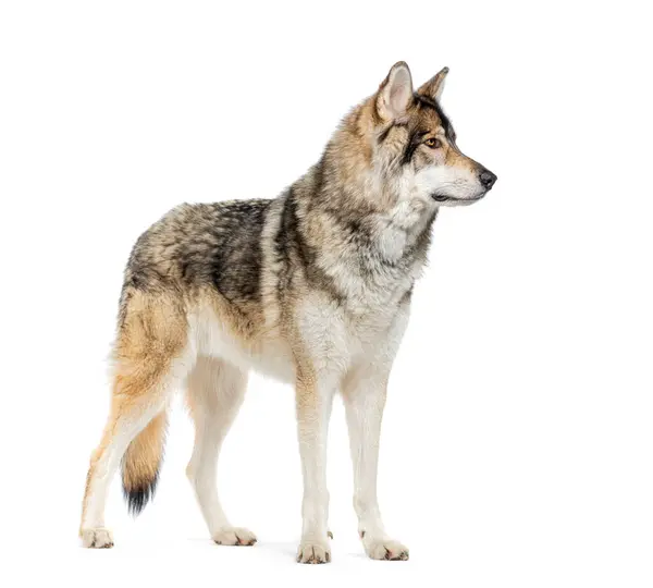 Zijaanzicht Van Een Timber Shepherd Een Soort Wolfdog Wegkijkend Geïsoleerd — Stockfoto