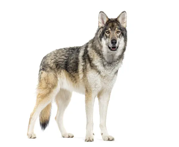Timber Shepherd Kind Wolfdog Looking Camera Isolated White — Stock Photo, Image
