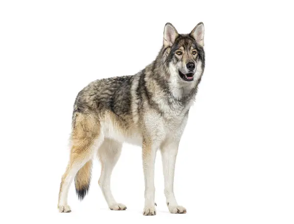 Side View Timber Shepherd Een Soort Wolfdog Eruit Ziet Als — Stockfoto