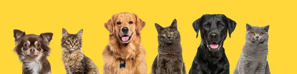 Head Shot Happy Dogs Cats Together Row Yellow Background Stock Photo