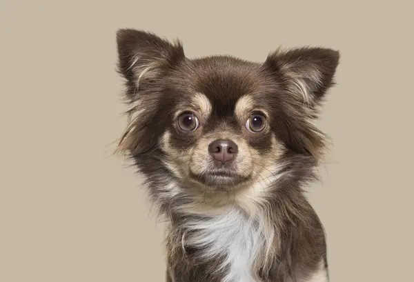 Head Shot Brown Chihuahua Front Colored Background Royalty Free Stock Images
