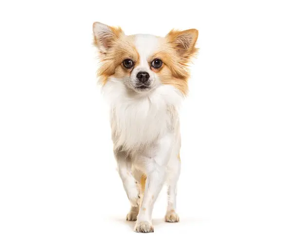 Pysyvä Chihuahua Etsii Liikkuu Eteenpäin Kamera Eristetty Valkoinen kuvapankkikuva