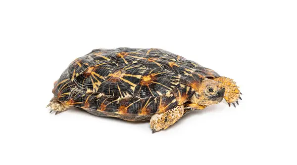 Żółw Naleśnikowy Płaskoskorupy Malacochersus Tornieri Izolowany Białym Obrazek Stockowy