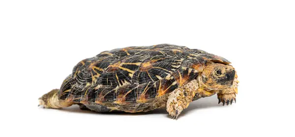 Żółw Naleśnikowy Płaskoskorupy Malacochersus Tornieri Izolowany Białym Obrazy Stockowe bez tantiem
