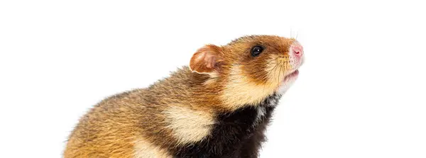 Europeisk Hamster Pawing Och Tittar Upp Cricetus Cricetus Isolerad Vit Stockbild