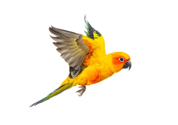 Papuga Słoneczna Aratinga Solstitialis Latająca Odizolowana Białym Obrazek Stockowy