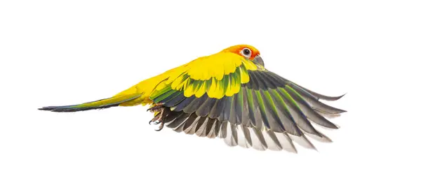 Сонячний Птах Aratinga Solstitialis Розкидані Літаючі Крила Ізольовані Білому Ліцензійні Стокові Фото