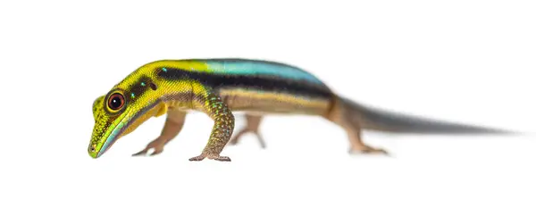 Κιτρινοκέφαλη Μέρα Gecko Κοιτάζοντας Κάτω Phelsuma Klemmeri Απομονώνονται Λευκό Εικόνα Αρχείου