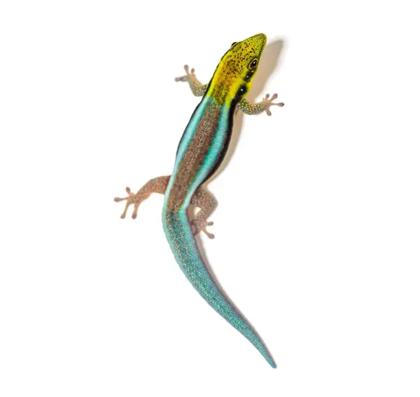 Dorsal Vista Dia Cabeça Amarela Gecko Phelsuma Klemmeri Isolado Branco Fotografias De Stock Royalty-Free