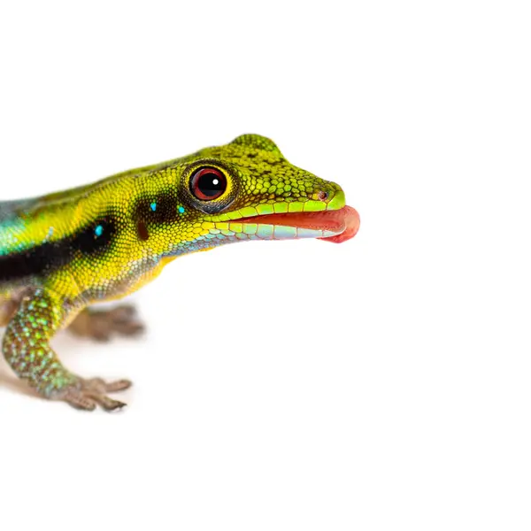 Vista Lateral Uma Língua Gecko Dia Cabeça Amarela Lambendo Seus Imagem De Stock