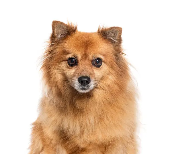 Снимок Собаки Дворняжки Смотрящей Камеру Изолированной Белом Лицензионные Стоковые Фото