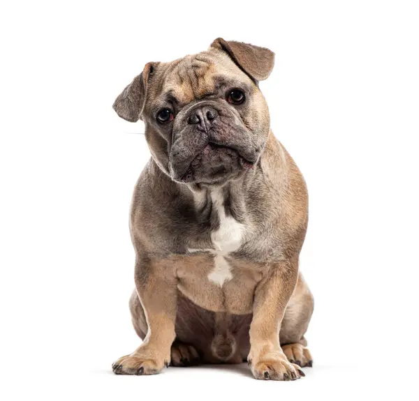 Nove Meses Idade Cachorrinho Bulldog Francês Isolado Branco Fotografias De Stock Royalty-Free