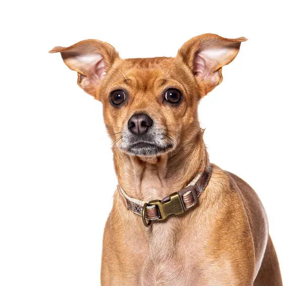 Close Retrato Mestiço Vestindo Uma Coleira Cão Isolado Wite Fotografias De Stock Royalty-Free
