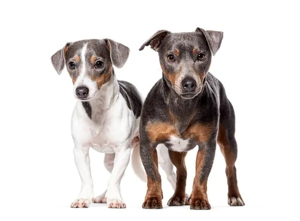 Δύο Νέοι Jack Russell Terrier Κοιτάζοντας Την Κάμερα Απομονώνονται Λευκό Εικόνα Αρχείου