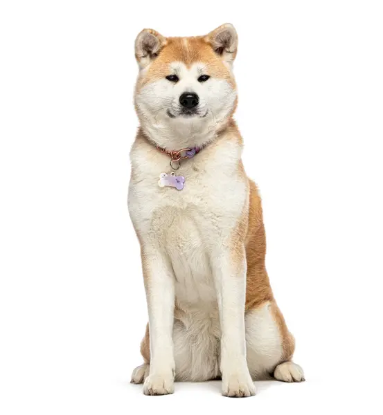 Akita Inu Draagt Een Hondenhalsband Met Een Medaille Geïsoleerd Wit Rechtenvrije Stockafbeeldingen
