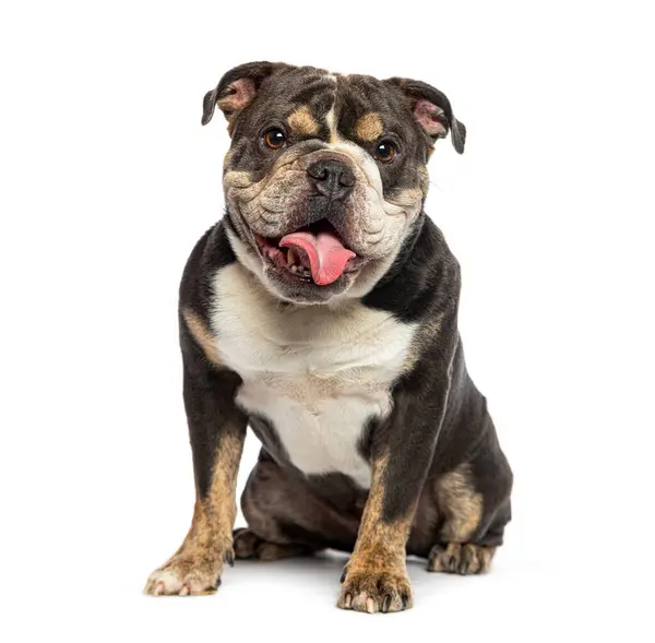 Engelse Bulldog Zitten Hijgen Met Zijn Tong Opknoping Uit Zijn Stockfoto