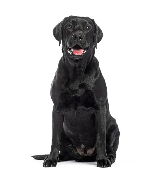 Zwarte Hijgende Labrador Zittend Geïsoleerd Wit Stockfoto