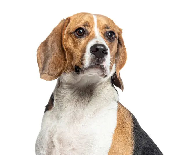 Portrait Tête Affiche Beagle Regardant Ailleurs Isolé Sur Blanc Image En Vente