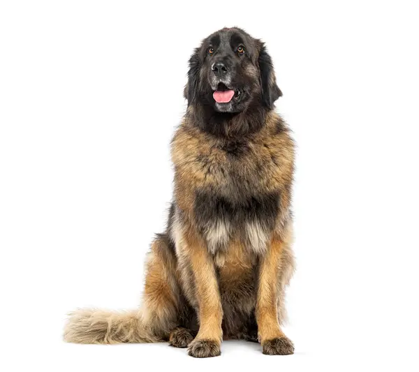 Vuxen Sitting Massif Leonberg Hund Flämtande Isolerad Vit Royaltyfria Stockbilder