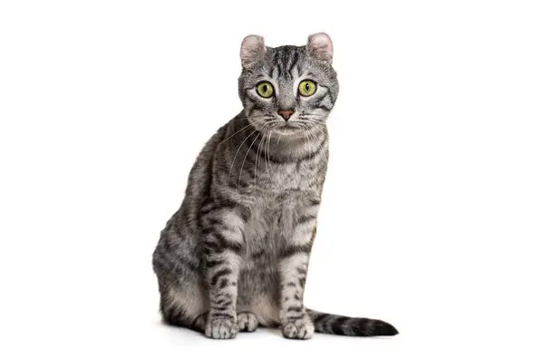 焦点を当てた灰色のタビーのアメリカのカール猫は 白い背景に単離されたエレガントに座ります ロイヤリティフリーのストック写真