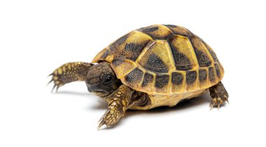Genç Hermann 'ın kaplumbağası, Testudo Hermanni, beyaz üzerine izole edilmiş.
