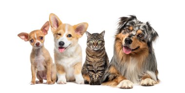 Dostça bir uyarı. Yan yana dizilmiş hayvanlar kameraya bakıyorlar, beyaz üzerinde izole edilmiş.