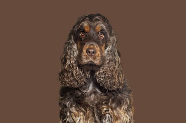 İngiliz bir cocker spaniel 'in kahverengi arka planda kameraya bakarken kafasının görüntüsü. 